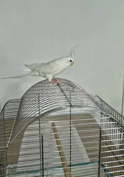 Full Evcil Sadık Çift Dost Sultan Papağanı