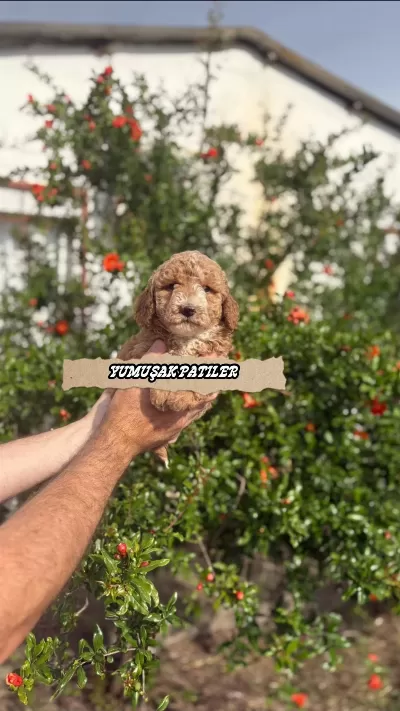 Sevimli İrk Toy Poodle