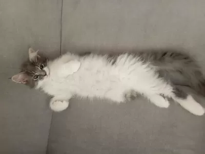 Nazik Maine Coon Devler Yuvasını Arıyor