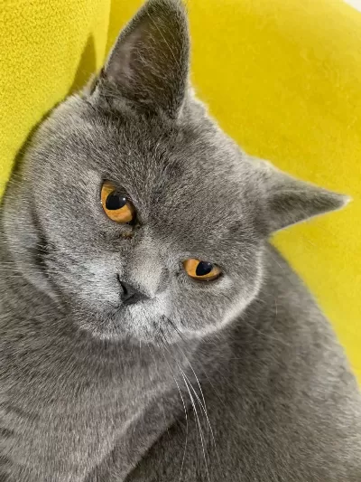 Ücretsiz Sahiplendirme 1 Yaşında British Shorthair