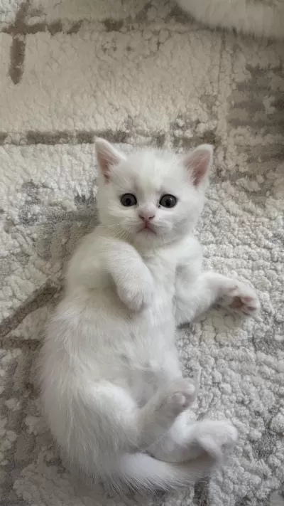 Böyle British Shorthair Güzellik Yok