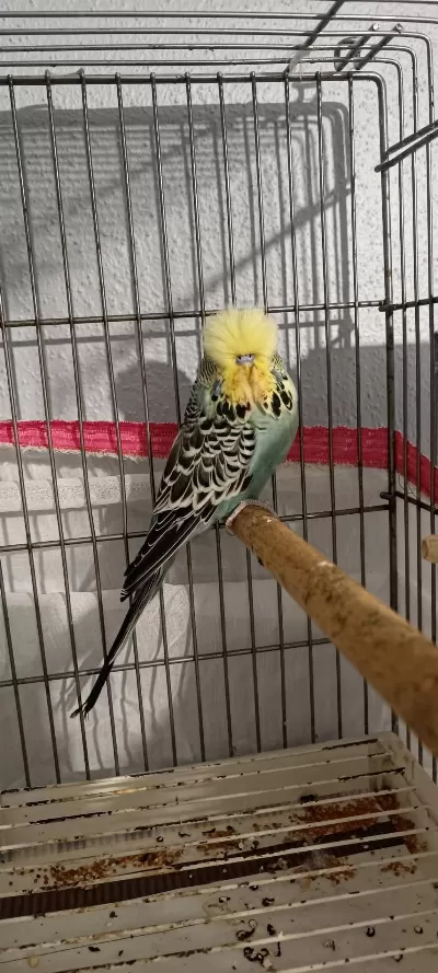 2 Takım Show Jumbo Muhabbet Kuşu