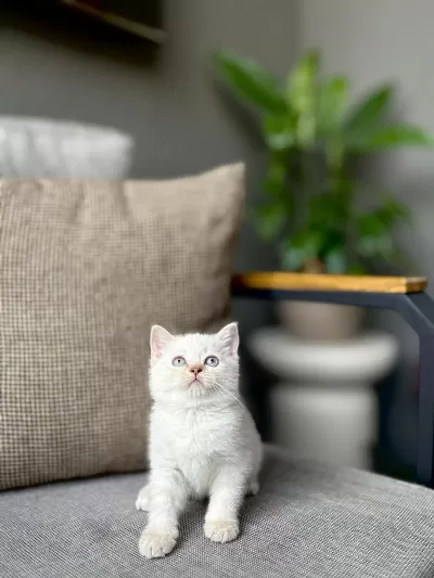 Birbirinden Güzel British Shorthair Yavrularim