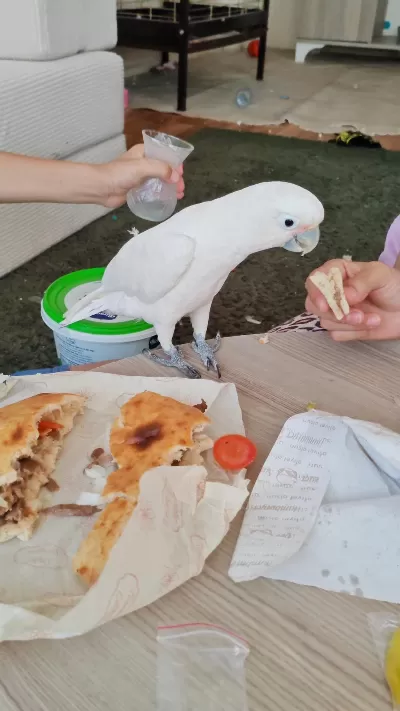 Evcil Oyun Hamuru İnsan Canlısı Kakadu