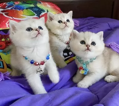 British Shorthair Yavrular