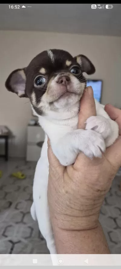 Minik Şivava Köpekler