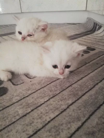 1.5 Aylık British Shorthair Yavrular