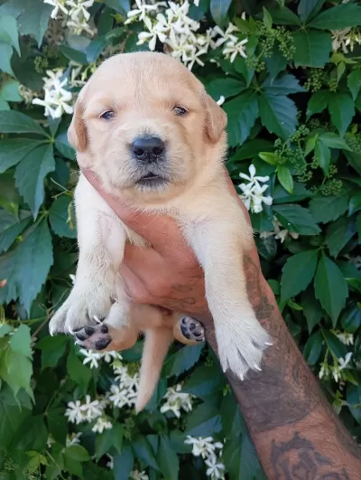İrk Ve Sağlik Garanti Golden. Retriewer Yavrularimuz