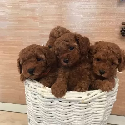 Efsane Toy Poodle Yavrulari