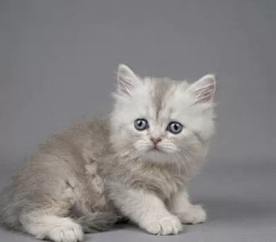 British Longhair Yavru Kedimizi Sahiplendirme