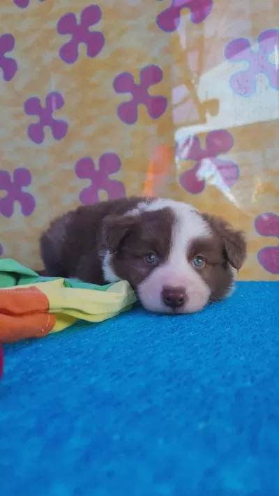 Orjinal Border Collie Yavrularımız