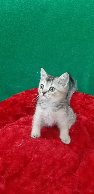 British Shorthair Cinsi Evcilmen Oğlumuz