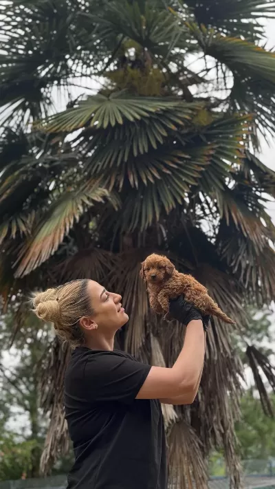Maltipo Ve Poodle Yavrularımız Yuvalarini Ariyor