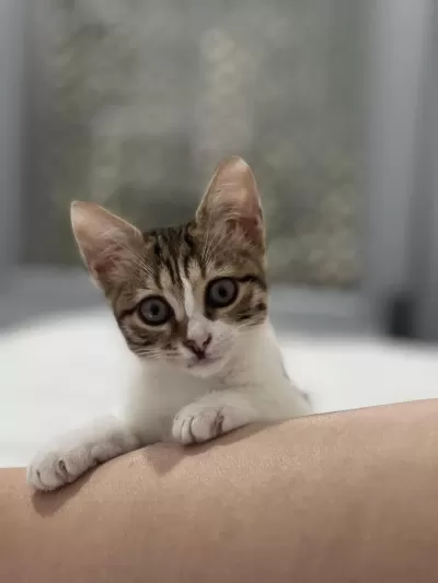 Sağlıklı Dişi Kedimiz