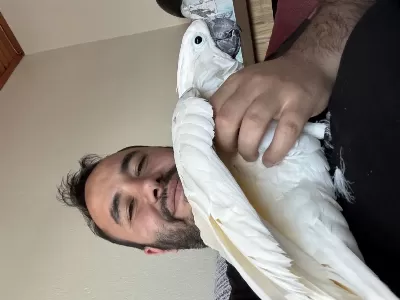 Full Evcil Kakadu Kanat Kuyruk Altına Kadar Sevdirir