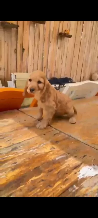 Dişi Erkek Cocker Yavrular Mevcut