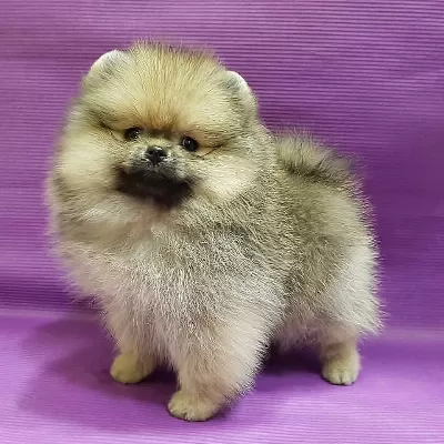 Dünya Tatlisi Pomeranian Yavrulari