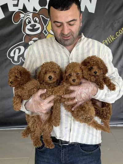 Türkiye Nin En Güzel Toy Poodle Yavruları Ankara