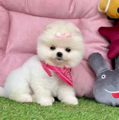 Sevimli Pomeranian Boo Yavrularımız