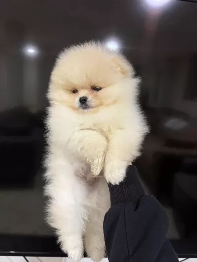 Toy Poodle Yavrularımız