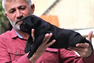 Fci-kif Secereli Safkan Cane Corso Yavrular