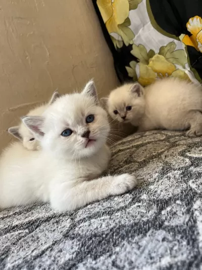 British Shorthair Blue Point Yavrularımız