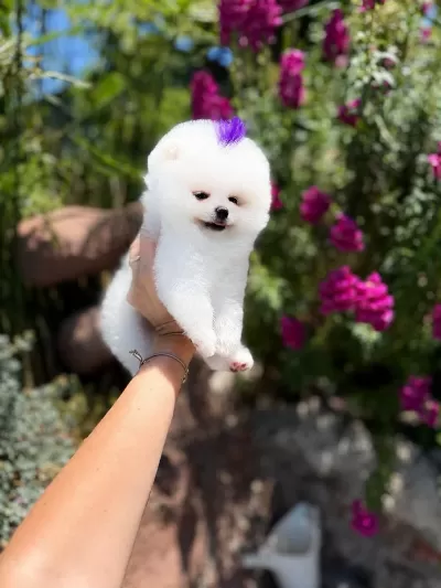 Orjinal Pomeranian Boo