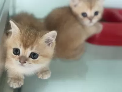 Ankaranın En Güzel British Shorthair Yavruları