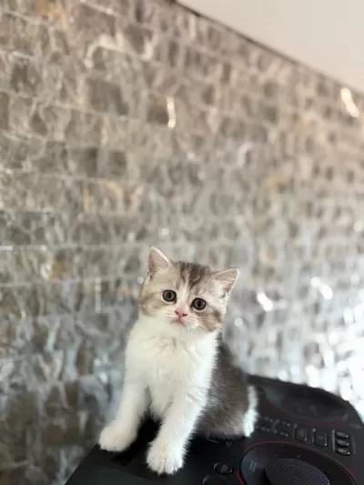 British Shorthair Yavrular