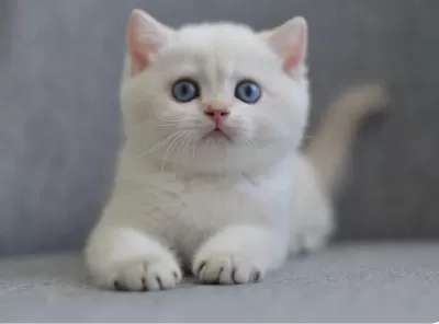 Erkek Golden Point British Shorthair