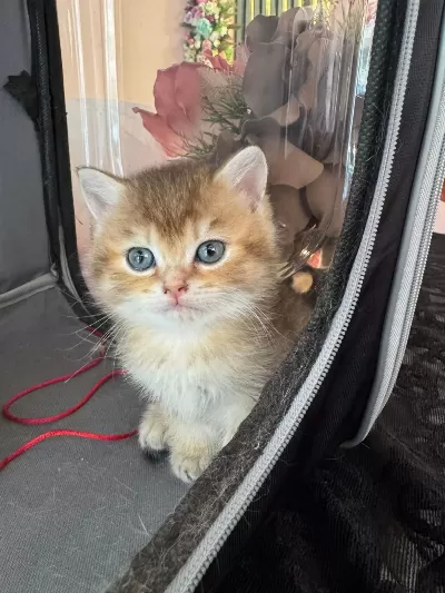 British Shorthair Golden Yavrular