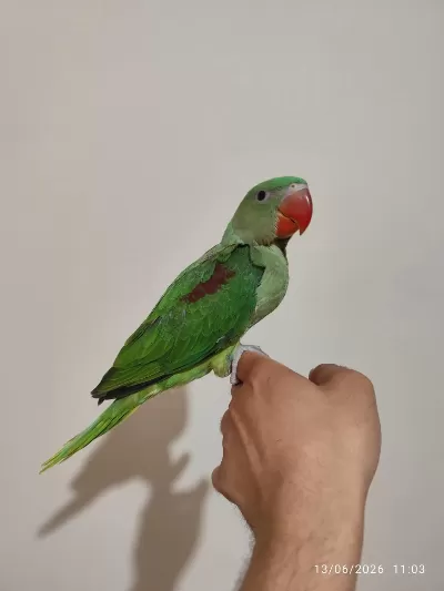 Evcil Alexander Papağanlari