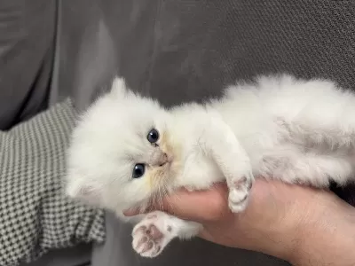 British Shorthair 40 Günlük Erkek Yavru