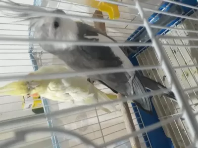 Lutino Vefe Çift Eş Sultanlar
