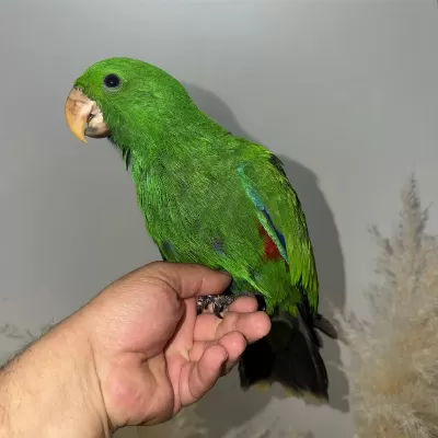 Eclectus Papağani Yavru