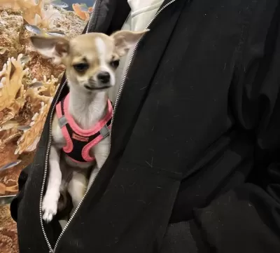 Orijinal Pinscher Yuva Arıyor