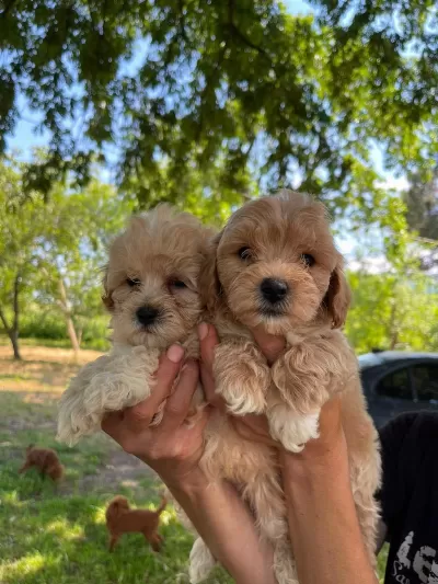 Küçük Maltipoo Miniklerim
