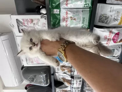 British Longhair Dişi Erkek Bebeklerimiz