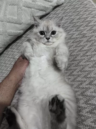 4.5 Aylık Erkek Kedimiz