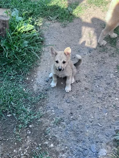Akita İnu Yavrularımız İçin Ulaşınız
