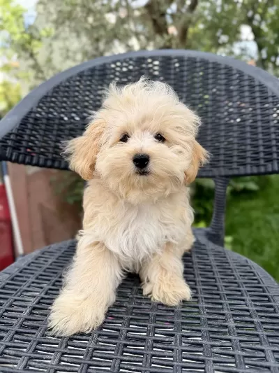 Mini Maltipoo Yavrularımız