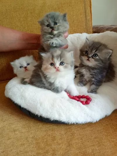 Rengarenk Chinchilla Kedisi