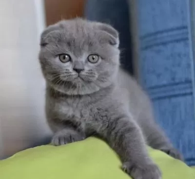 Scottish Fold Gri Yavrularim