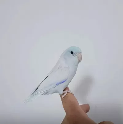 Yeni Yeme Düşen Forpus Papağanları Erkek