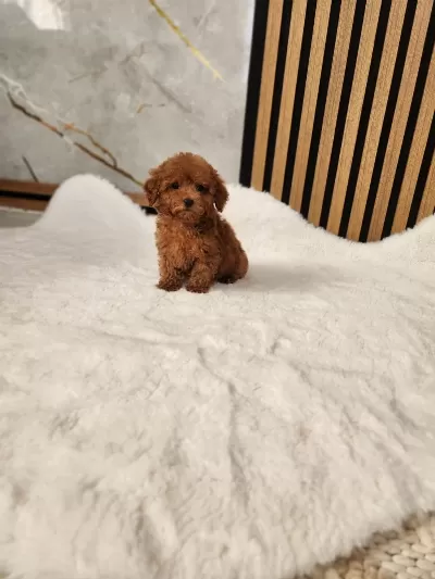 Toy Poodle Yavrularımız