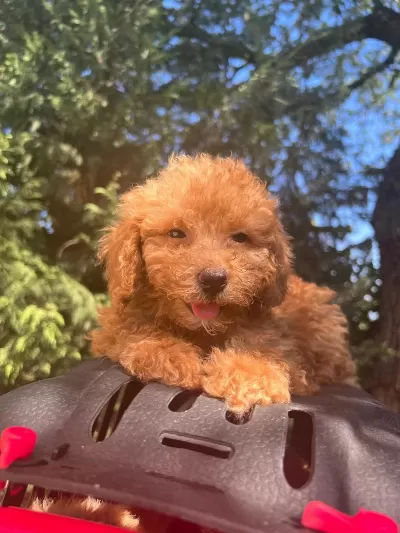Maltipoo Yavrularımızı Canlı Görerek Alabilirsiniz