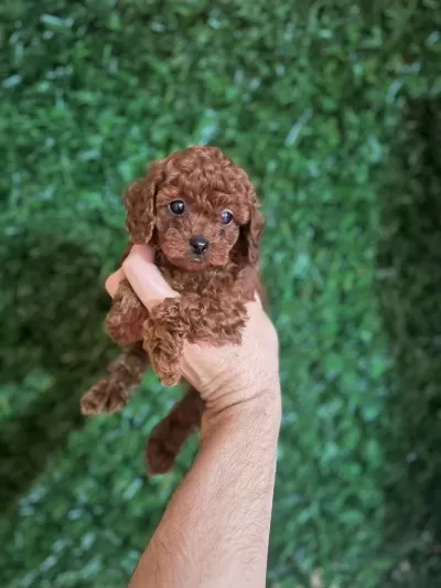 Mükemmel Red Brown Toy Poodle Yavrular