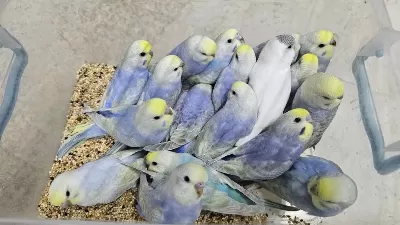 Rengarenk Çek Ve Üst Vasif Rainbow Muhabbet Kuşlar