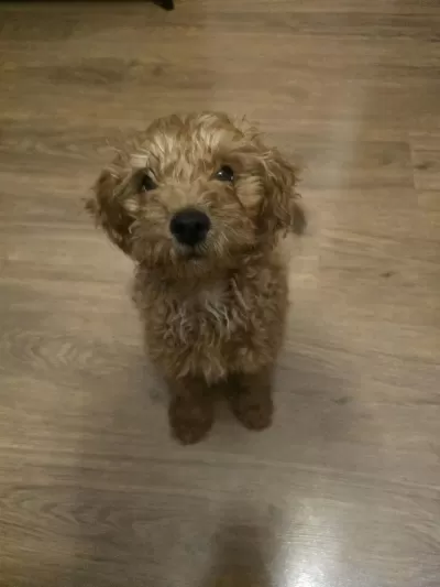 Toy Poodle Yavrumuza Yeni Yuva Arıyoruz