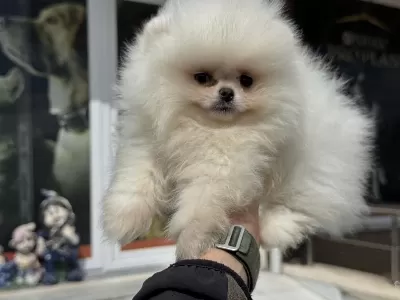 Petmode Köpek Çiftliğinden Pomeranian Boo